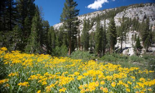 Pacific Crest Trail California