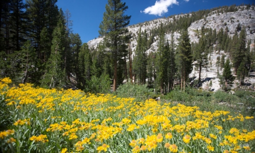 Lake Tahoe Summer Vacation Hiking Trail