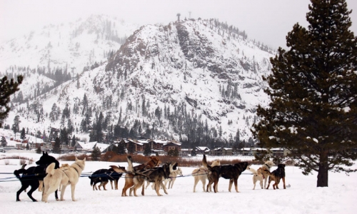 Lake Tahoe Ski Vacations Dog Sledding