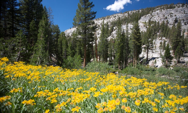 Wildflowers in a field along the Pacific Crest Trail