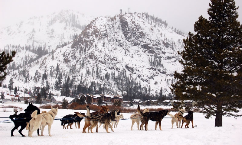Dog Sledding at the base of a Ski Resort in Lake Tahoe