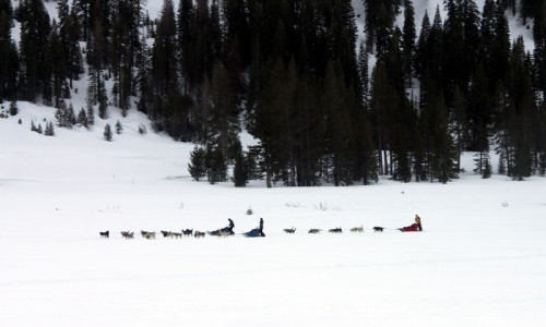 Dog Sledding